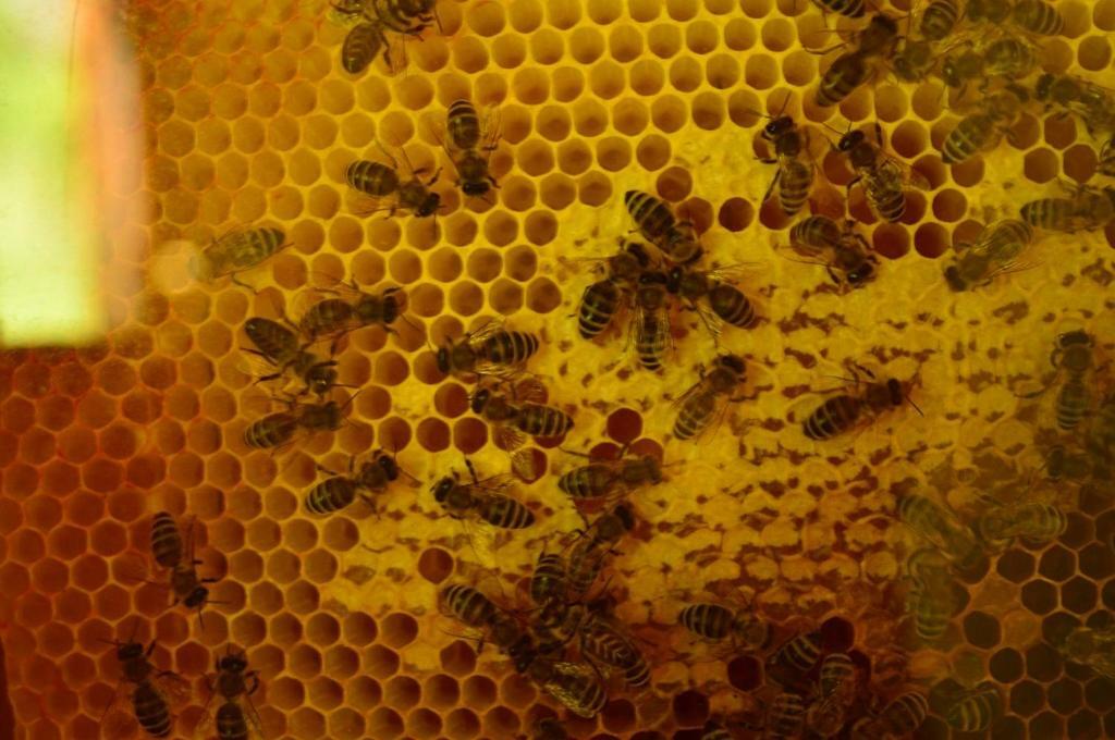 Sleeping with the bees Kozjak Kobarid Buitenkant foto