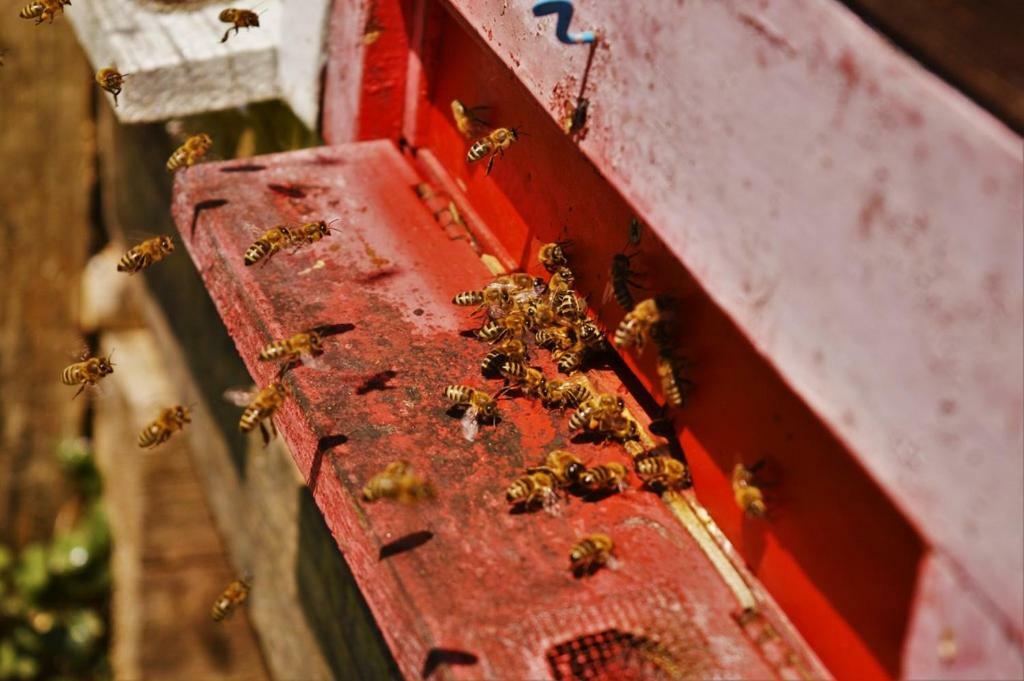 Sleeping with the bees Kozjak Kobarid Buitenkant foto