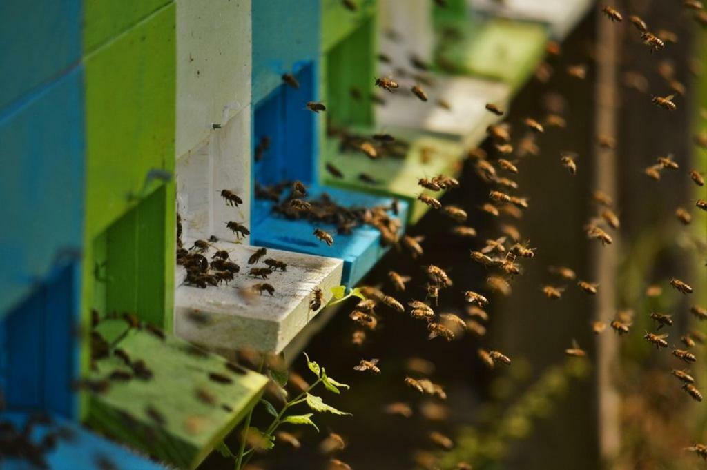 Sleeping with the bees Kozjak Kobarid Buitenkant foto